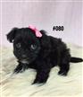 Moodle (Maltese X Toy Poodle) - Black Girl. I am in store and ready to go to my furever home. Moodle (Maltese X Toy Poodle) - Black Girl. I am in store and ready to go to my furever home.