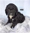 Spoodle (English Cocker Spaniel X Toy Poodle) - Boy. Puppy Palace Pet Shop Spoodle (English Cocker Spaniel X Toy Poodle) - Boy. Puppy Palace Pet Shop