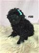 Toy Poodle Puppy - Girl. I am in store and ready to go to my furever home. Toy Poodle Puppy - Girl. I am in store and ready to go to my furever home.
