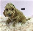 Spoodle Puppy (English Cocker Spaniel X Toy Poodle) - Girl. Puppy palace. 07 3808 2880 Spoodle Puppy (English Cocker Spaniel X Toy Poodle) - Girl. Puppy palace. 07 3808 2880
