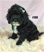 American Toy Spoodle (American Cocker Spaniel X Toy Poodle) - Black Girl. I am in store now. American Toy Spoodle (American Cocker Spaniel X Toy Poodle) - Black Girl. I am in store now.