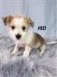 Shih Tzu / Maltese / Mini Foxi X - Boy. I am in store now and ready to go to my new home. Shih Tzu / Maltese / Mini Foxi X - Boy. I am in store now and ready to go to my new home.