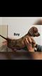 Mini Dachshund pups - Arriving into store 7 June .visit our website puppypalace.com.au Mini Dachshund pups - Arriving into store 7 June .visit our website puppypalace.com.au