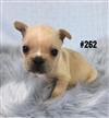 French Bulldog Purebred (Frenchie) Puppy - Faun Boy. I am in store an ready to go to my furever home. French Bulldog Purebred (Frenchie) Puppy - Faun Boy. I am in store an ready to go to my furever home.