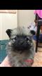 Pomeranian (Toy) Pups - We are arriving into store 23 August. Call for a price & to place a deposit. Pomeranian (Toy) Pups - We are arriving into store 23 August. Call for a price & to place a deposit.