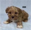 Moodle (Maltese X Toy Poodle) - Gold Boy. I am in store and ready to go to my furever home. Moodle (Maltese X Toy Poodle) - Gold Boy. I am in store and ready to go to my furever home.
