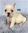 French Bulldog Purebred (Frenchie) Puppy - Boy. I am in store an ready to go to my furever home. French Bulldog Purebred (Frenchie) Puppy - Boy. I am in store an ready to go to my furever home.