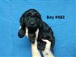 Spoodle (English Cocker Spaniel X Toy Poodle) - Boy - 2nd Generation. 07 3855 5511. Spoodle (English Cocker Spaniel X Toy Poodle) - Boy - 2nd Generation. 07 3855 5511.