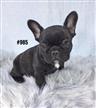 French Bulldog (Frenchie) Puppy - Boy. At Puppy palace Pet Shop. 07 3855 5511 French Bulldog (Frenchie) Puppy - Boy. At Puppy palace Pet Shop. 07 3855 5511