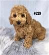 Cavoodle ( Toy Poodle X Cavalier) - Red Boy. I am in store and ready to go to my new home. Cavoodle ( Toy Poodle X Cavalier) - Red Boy. I am in store and ready to go to my new home.