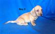 Mini Dachshund Puppy - We will be arriving into store 28 June. Call for price and place a deposit. Mini Dachshund Puppy - We will be arriving into store 28 June. Call for price and place a deposit.