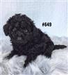 Toy Poodle Puppy - Boy. I am in store and ready to go to my furever home. Toy Poodle Puppy - Boy. I am in store and ready to go to my furever home.