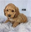 Spoodle (English Cocker Spaniel X Toy Poodle) - Boy. Puppy Palace Pet Shop Spoodle (English Cocker Spaniel X Toy Poodle) - Boy. Puppy Palace Pet Shop
