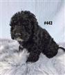 American Toy Spoodle (American Cocker Spaniel X Toy Poodle) - Black Boy. I am in store now. American Toy Spoodle (American Cocker Spaniel X Toy Poodle) - Black Boy. I am in store now.