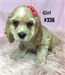 American Cocker Spaniel Puppies (Purebred) - 2 Girls & 2 Boys. At Puppy Palace Underwood American Cocker Spaniel Puppies (Purebred) - 2 Girls & 2 Boys. At Puppy Palace Underwood