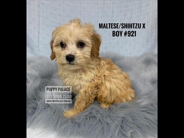 toy cavoodle puppies for sale