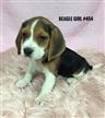 Beagle Puppies - Girls. We have had our 2nd Vaccination Valued at $100 Beagle Puppies - Girls. We have had our 2nd Vaccination Valued at $100