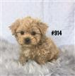 Pekingese X Toy Poodle (Peekapoo) Puppies - 3 Boys. At Puppy Palace Underwood Pekingese X Toy Poodle (Peekapoo) Puppies - 3 Boys. At Puppy Palace Underwood