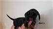 Mini Dachshund Puppies - 2 Girls. At Puppy Palace, Underwood. We are arriving into store 31 January. Mini Dachshund Puppies - 2 Girls. At Puppy Palace, Underwood. We are arriving into store 31 January.