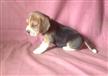 Beagle Puppies - Girl. At Puppy Palace Underwood. We are arriving into store 24 January. Beagle Puppies - Girl. At Puppy Palace Underwood. We are arriving into store 24 January.