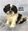 Shih Tzu Puppies - Boy. In Store now and ready to go home. Shih Tzu Puppies - Boy. In Store now and ready to go home.