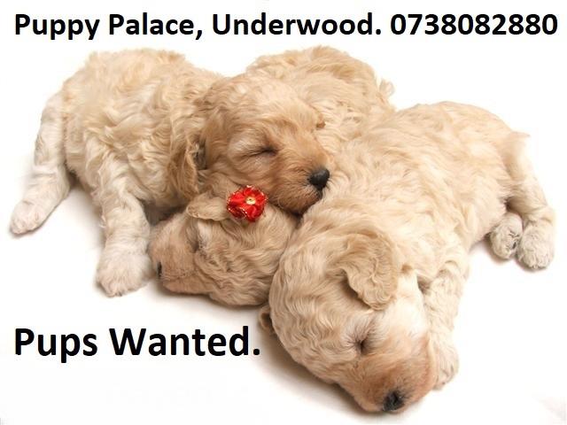 Pups Wanted .....Call- Puppy-Palace-Pet-Shop.  on. 07-3808-2880  or After Hours on -0408-985-133