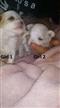 Maltese X Shih Tzu Puppies (Maltzu) - 2 Girls. We are arriving into store 31 January. At Puppy Palace Underwood Maltese X Shih Tzu Puppies (Maltzu) - 2 Girls. We are arriving into store 31 January. At Puppy Palace Underwood