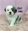 Maltese/Tibetan Spaniel X Maltese /Shih Tzu Puppies - 3 Girls & 1 Boy. At Puppy Palace Underwood. Maltese/Tibetan Spaniel X Maltese /Shih Tzu Puppies - 3 Girls & 1 Boy. At Puppy Palace Underwood.