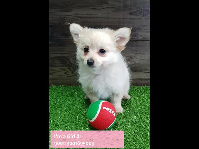 Dogs Sale Long Haired Chihuahua Puppies For Sale In Sydney